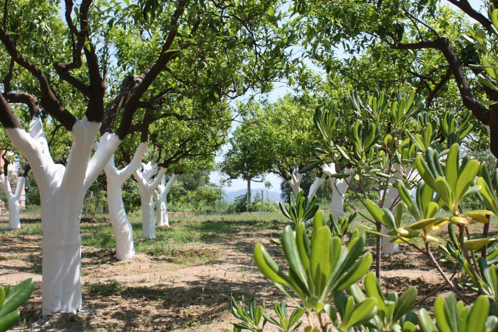 Azienda Agrituristica Biologica Il Querceto Santa Severina Kültér fotó